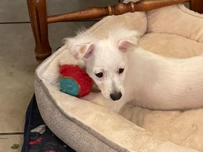 Bichon X Jack Russell. Readvertised due to time wasters