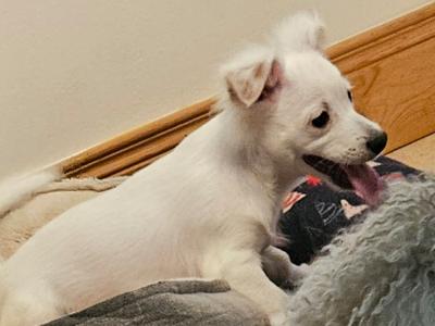 Bichon X Jack Russell. Readvertised due to time wasters