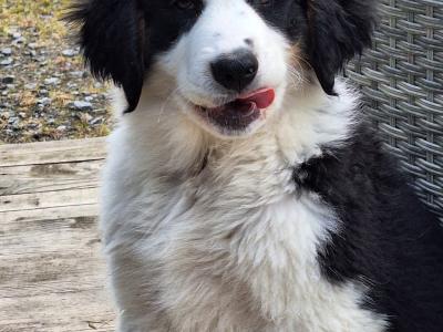 Beautiful Bernese Cross puppies for sale only one left