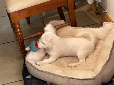 Bichon X Jack Russell. Readvertised due to time wasters