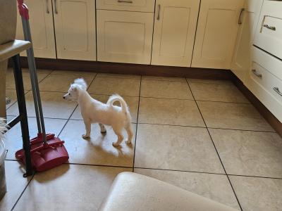 Bichon X Jack Russell. Readvertised due to time wasters
