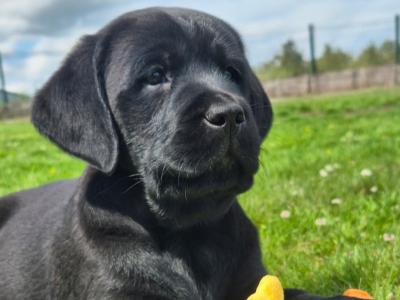 Purebred Labrador puppies in Tipperary