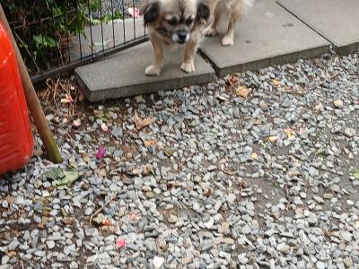 Beautiful female Tibetan Spaniel dog in Westmeath