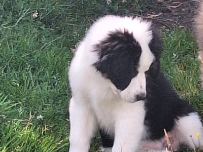 Beautiful Bernese Cross puppies for sale only one left