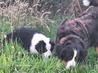 Beautiful Bernese Cross puppies for sale only one left