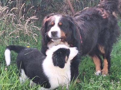 Beautiful Bernese Cross puppies for sale only one left