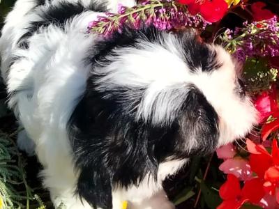 Rare Biewer Yorkshire x Maltese puppies (Malbie's) puppy available due to last min cancellation  🐕