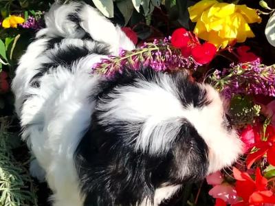 ❤️ Rare Biewer Yorkshire x Maltese puppies (Malbie's)  update mini male available  🐕