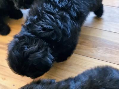Imperial Shih Tzus