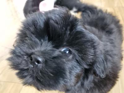 Imperial Shih Tzus