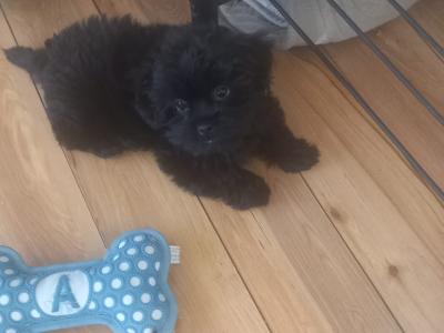 Imperial Shih Tzus