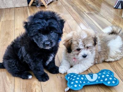 Imperial Shih Tzus
