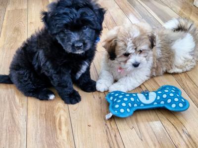 Imperial Shih Tzus