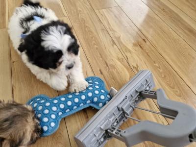Imperial Shih Tzus