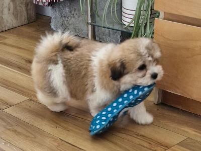 Imperial Shih Tzus