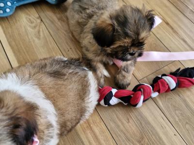 Imperial Shih Tzus