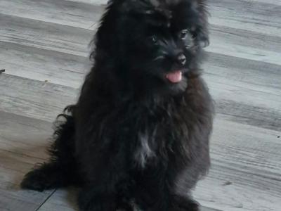 Imperial Shih Tzus