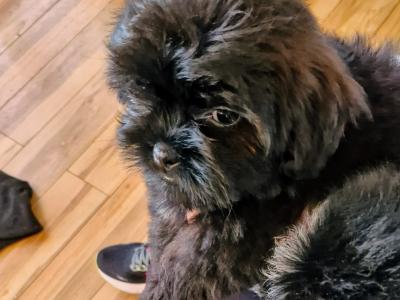 Imperial Shih Tzus