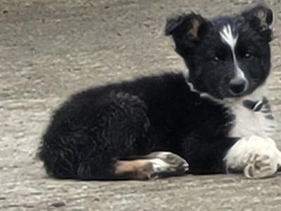 Collie x German Shepherd puppies