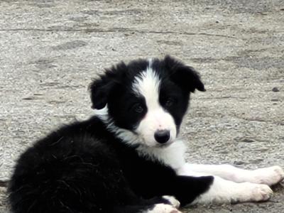 Collie x German Shepherd puppies