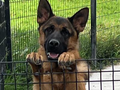 Male German Shepherd in Meath