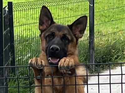 IKC Registered male German Shepherd puppy 11 months old in Meath