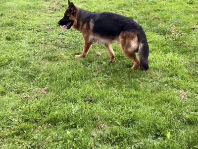Male German Shepherd in Meath