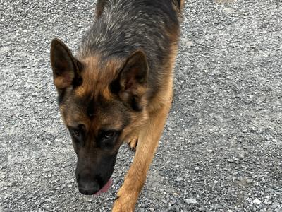 Male German Shepherd in Meath