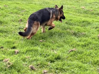 Male German Shepherd in Meath