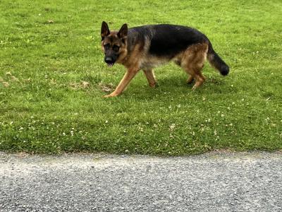Male German Shepherd in Meath