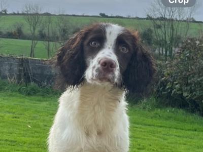 Female Springer Spaniel