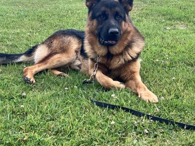 Quality Short Coat German Shepherd pups in Waterford