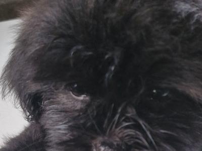 Imperial Shih Tzus