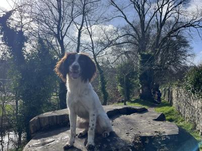 Female Springer Spaniel