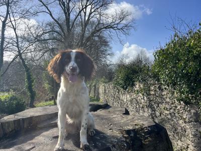 Female Springer Spaniel