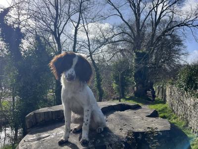 Female Springer Spaniel