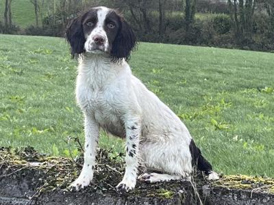 Female Springer Spaniel