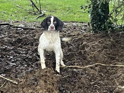 Female Springer Spaniel