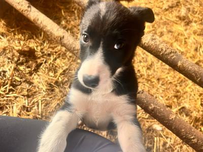 Female Border Collie puppies in Carlow
