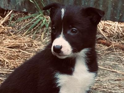 Female Border Collie puppies in Carlow