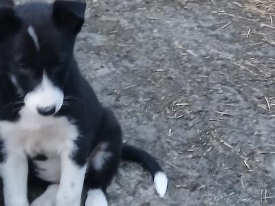 Female Border Collie puppies in Carlow