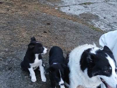 Female Border Collie puppies in Carlow