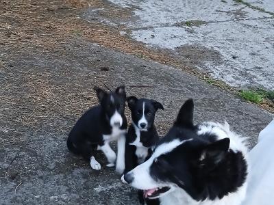 Female Border Collie puppies in Carlow