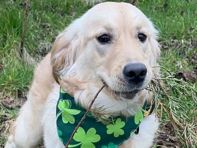 Beautiful, Loving 1 year old female Golden Retriever Not Spayed in Longford