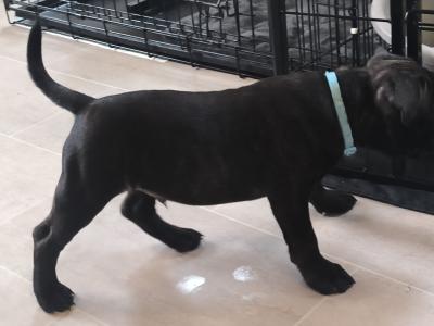 **ONLY 2 LEFT**Top bloodline SBT puppies for sale, IKC Registered and ready for a loving home.