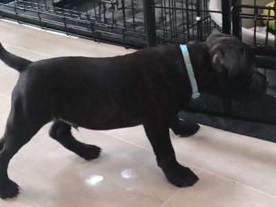 **ONLY 2 LEFT**Top bloodline Staffordshire Bull Terrier puppies for sale, IKC Registered