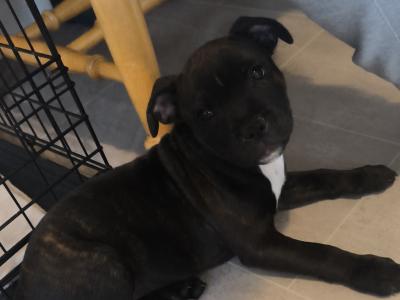 **LAST FEMALE LEFT**Top bloodline Staffordshire Bull Terrier puppies for sale, IKC Registered