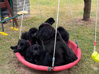 Newfoundland pups for sale in Carlow