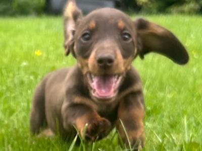 Miniature Dachshund puppies in Monaghan