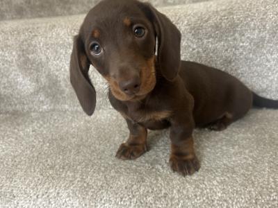 Miniature Dachshund puppies in Monaghan